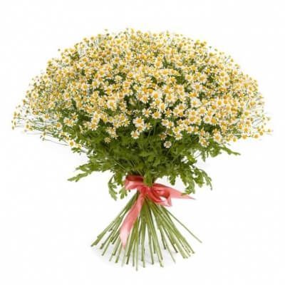 25 ПОЛЕВЫХ РОМАШЕК